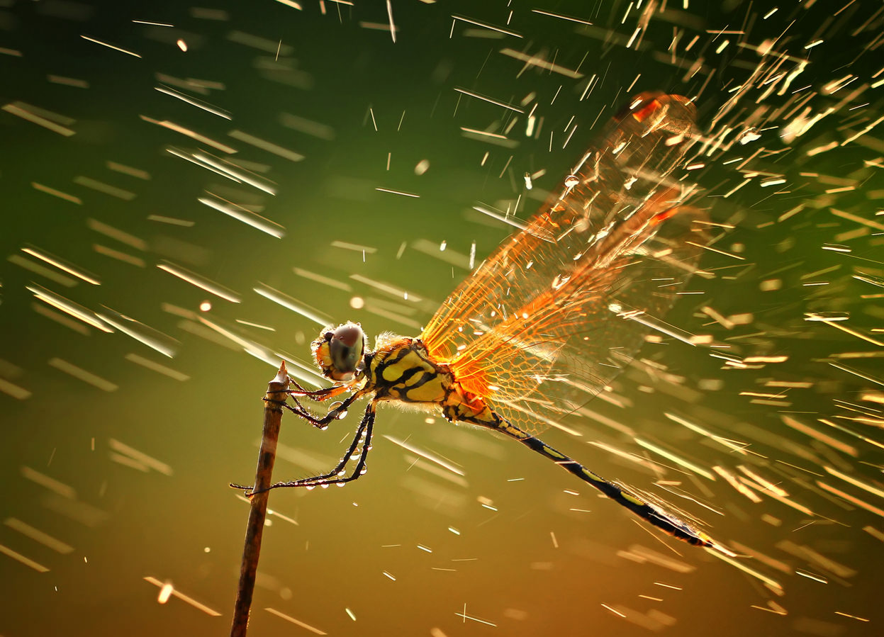 Microphotography Examples 20-examples-of-macro-photography-1 | Φωτογραφία